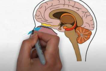 2-Minute Neuroscience: Olfaction