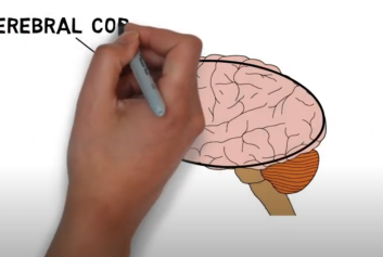 2 minute neuroscience: Cerebral cortex