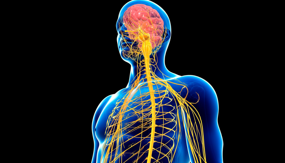 Central nervous system Neurological Foundation