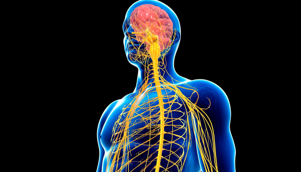 Name Parts Of Central Nervous System