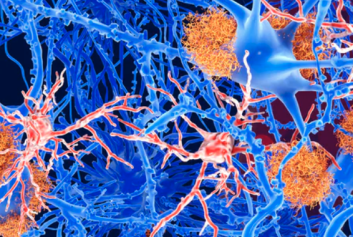 Microglia: the brain’s ‘immune cells’