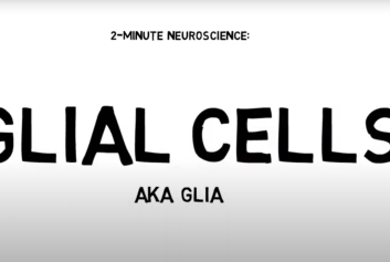 Glial cells