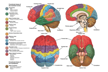 Neuroanatomy: The Basics